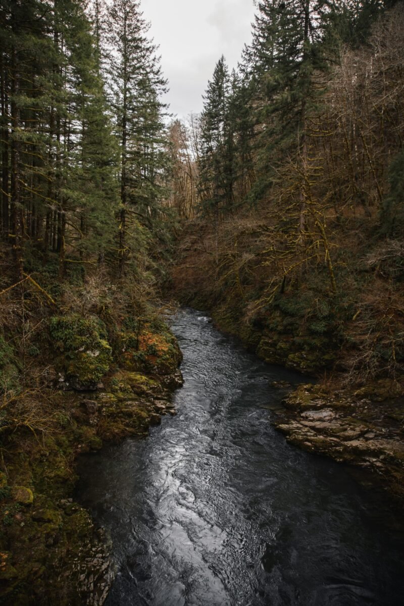 Scenic view of a river cutting through dense forest in Washington state, USA.