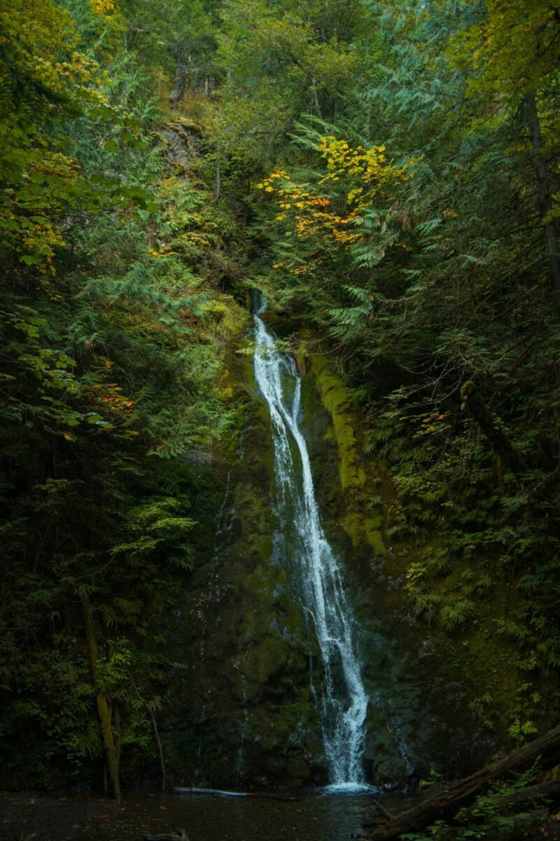 A serene waterfall surrounded by vibrant greenery in the forests of Port Angeles, Washington.