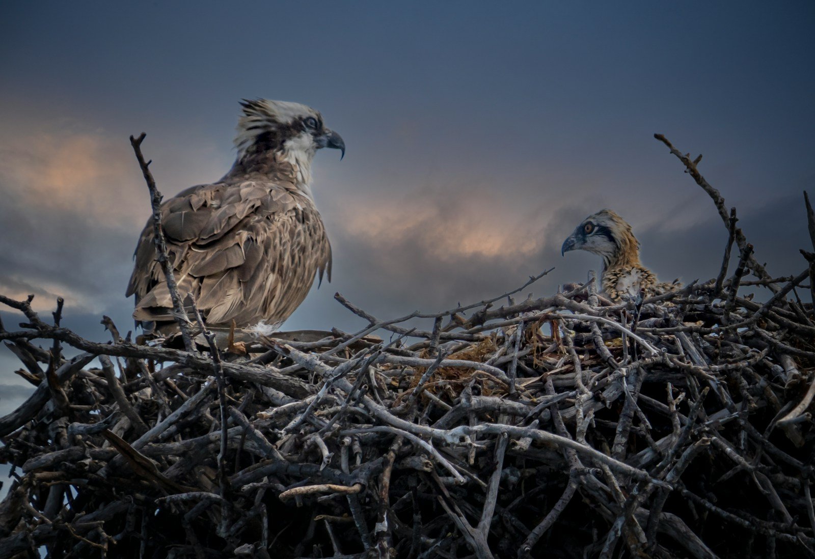 a couple of birds sitting on top of a nest