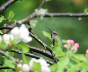 forest, rays, god rays, nature, landscape, light, trees, sunlight, sun, fog, sunbeam, autumn, green, mystical, foggy, lighting, atmosphere, pnw, pacific northwest, oregon coast, stream, nature conservation, mood, rest, golden hour, brown god, pnw, pacific northwest, pacific northwest, pacific northwest, pacific northwest, pacific northwest, oregon coast, oregon coast
